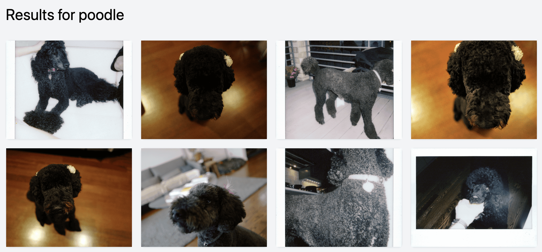 vector-memes-poodles.png