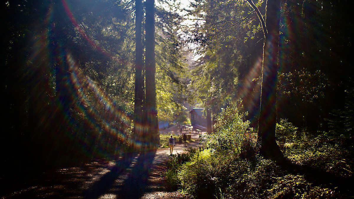 Something Magical about being in the woods, Leica M11, 06/2024