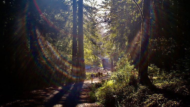 Something Magical about being in the woods, Leica M11, 06/2024
