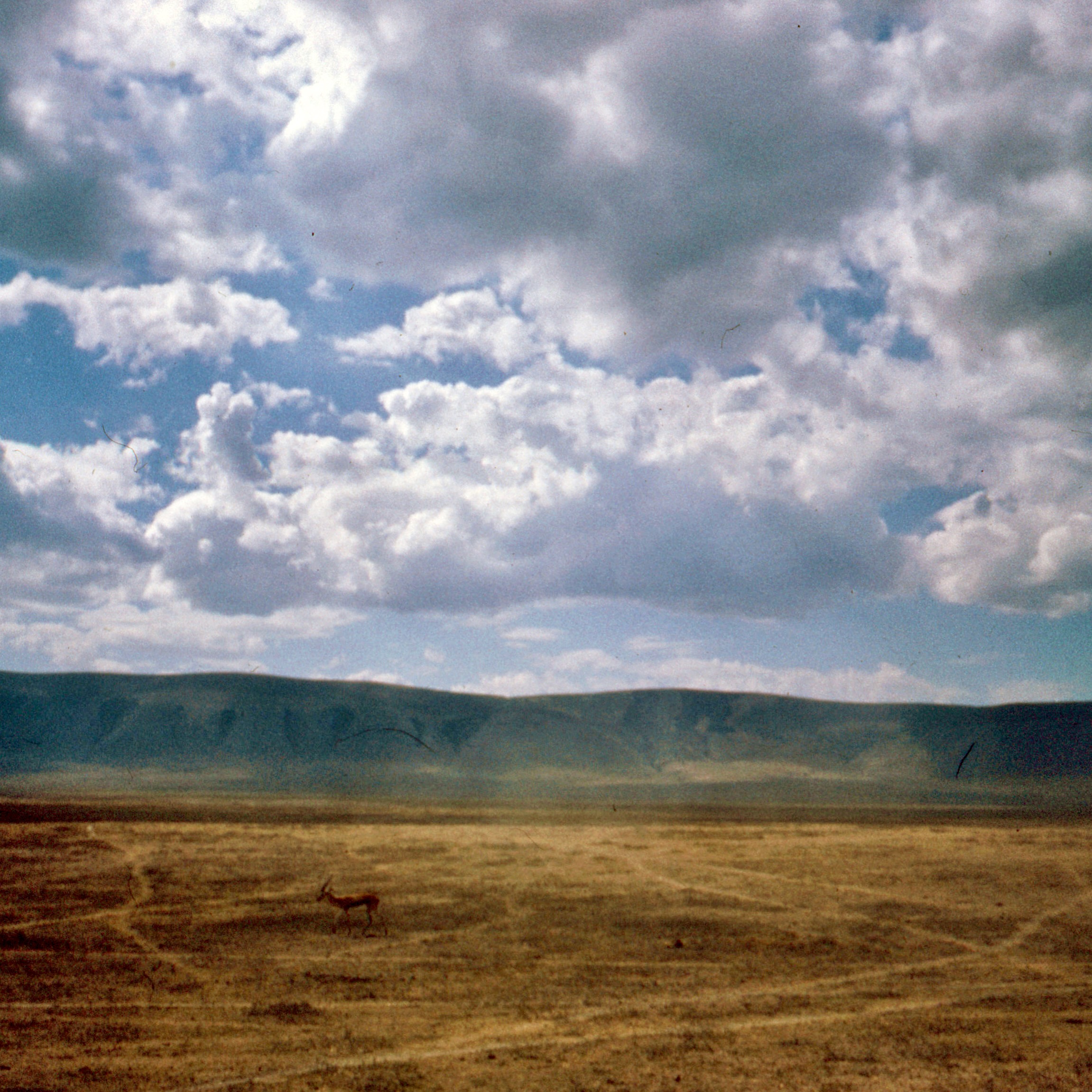 a brown field